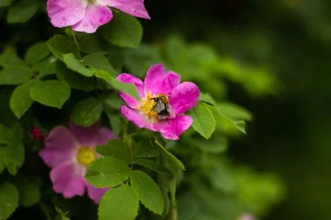 Bee and flower Stockfoto's