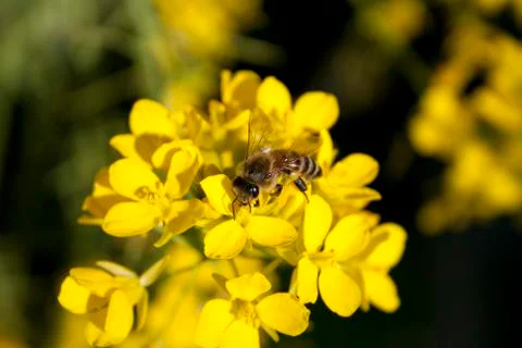 The bee and the flower 写真素材