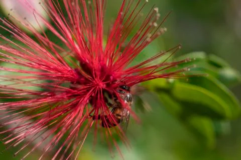 Bee and flower Foto stock