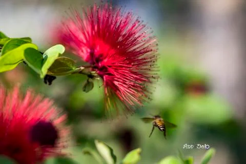 Bee and flower Foto stock