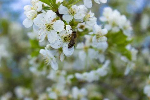Bee and flower Stock Photos