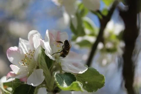 The bee and the flower Stock-Fotos