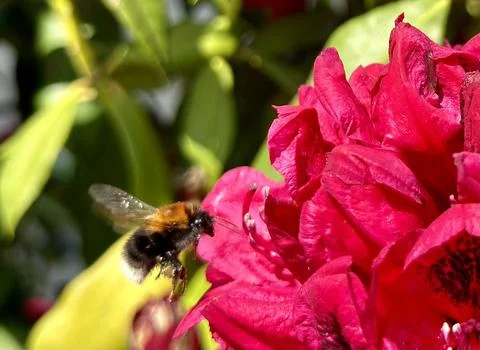 Bee and flower Stock Photos