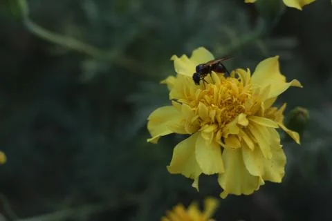 Bee and flower Stock Photos
