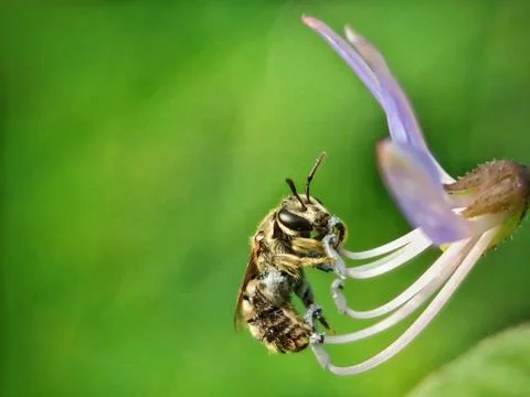 Bee and flower Stock Photos