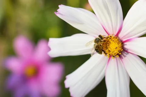 Bee and flower Stock Photos