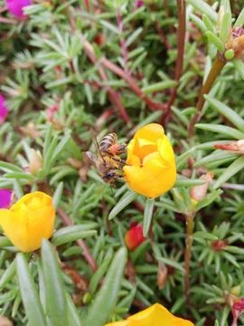 Bee and flower Stockfoto's