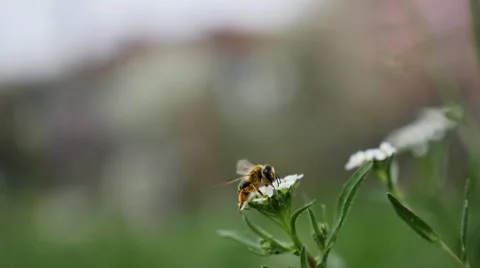 The Bee and the Flower Slow Motion Stock-Footage 49240311