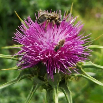 Bee and flower in spring Stock Photos