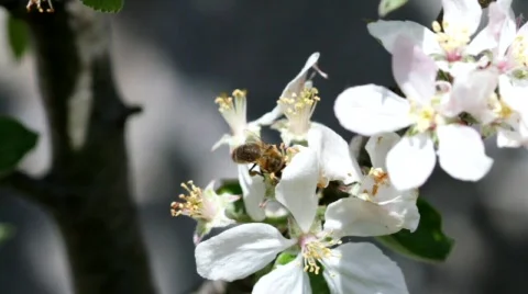 Bee and Flowers 01 Stock-Footage 728512