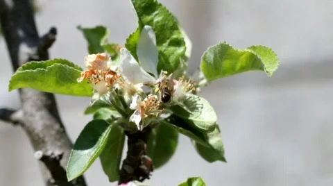 Bee and Flowers 02 Stock Footage 728515