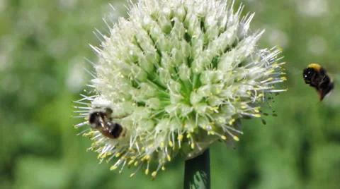 Bee and flowers 1 Stock Footage 1064918