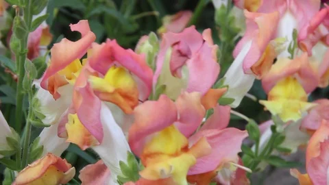 Bee and flowers 1 Stock Footage 87017952