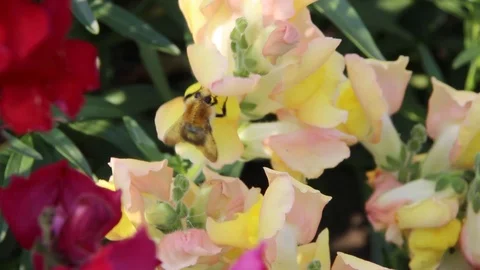 Bee and flowers 2 Stock Footage 87017820