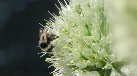 Bee and flowers 3 Stock Footage 1064923