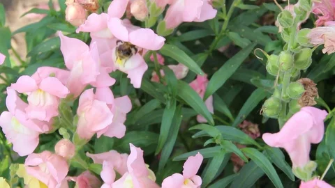 Bee and flowers 3 Stock Footage 87017860