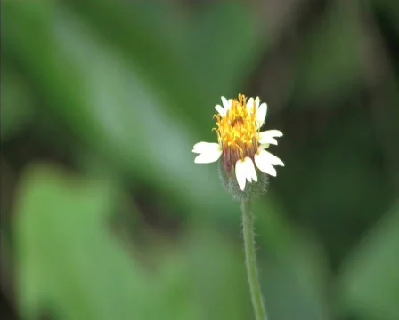 Bee and Flowers budding Video stock 782582