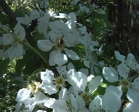 Bee and flowers Stock Footage 295245