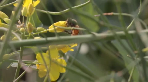 Bee and flowers Stock Footage 911495
