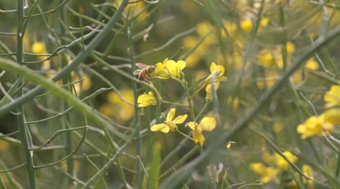 Bee and flowers Stock Footage 911501