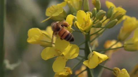 Bee and flowers Video stock 911502