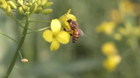 Bee and flowers Stock Footage 911503