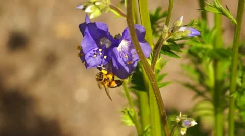 Bee and flowers 動画素材 11286061