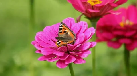 Bee and flowers Stock Footage 12701042