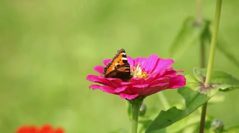 Bee and flowers Stock Footage 12701095