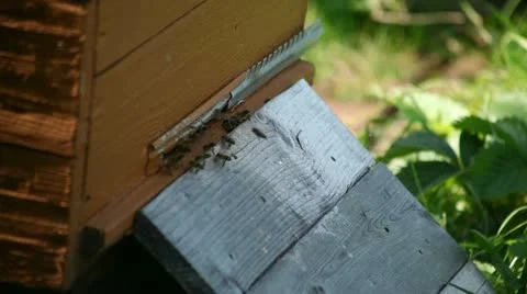 Bee and flowers Video stock 12713734