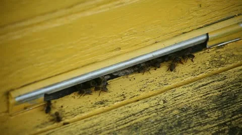 Bee and flowers Stock Footage 12713836