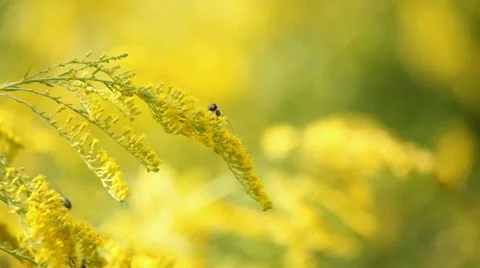 Bee and flowers Stock Footage 12714173