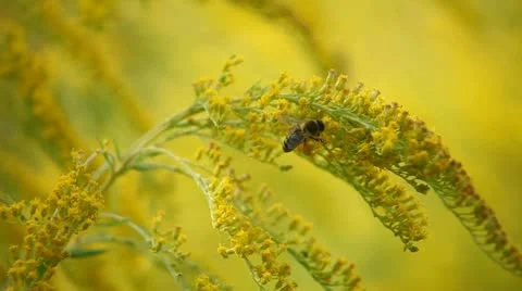 Bee and flowers Stock Footage 12714335