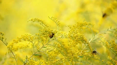 Bee and flowers Stock Footage 12714368