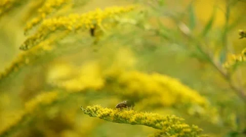 Bee and flowers Stock Footage 12714394