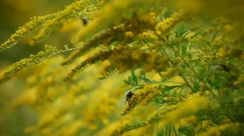 Bee and flowers Stock Footage 12714508