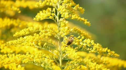 Bee and flowers Stock Footage 12714608