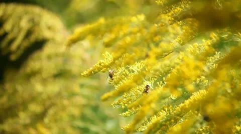 Bee and flowers Stock Footage 12714636
