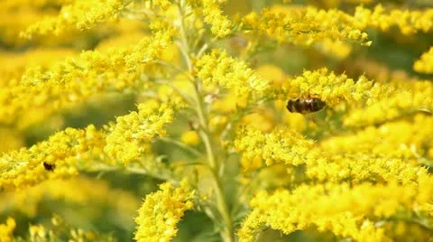 Bee and flowers Stock Footage 12714732