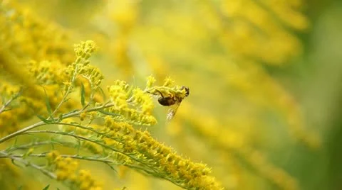 Bee and flowers Stock Footage 12715175