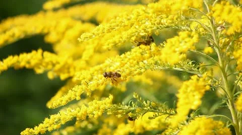 Bee and flowers Video stock 12715401