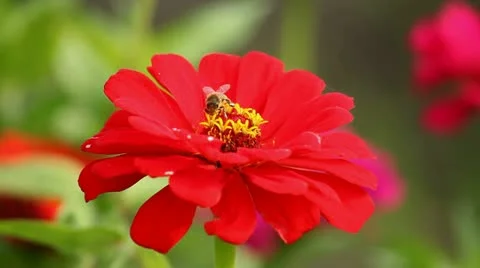 Bee and flowers Stock Footage 12715557