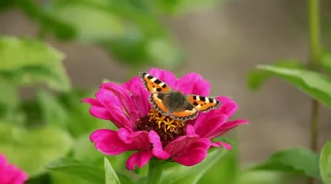 Bee and flowers Stock-Footage 12715604
