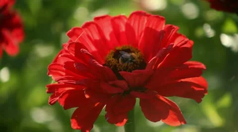 Bee and flowers Stock Footage 12720402