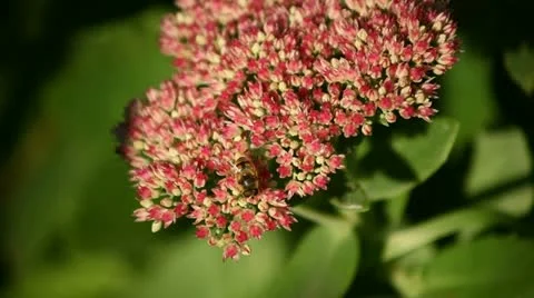 Bee and flowers Stock Footage 12720478
