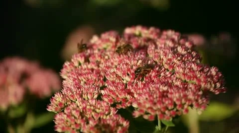 Bee and flowers Video stock 12720537
