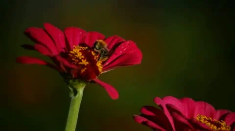 Bee and flowers Stock Footage 12720871