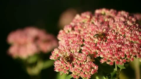 Bee and flowers Video stock 12720886