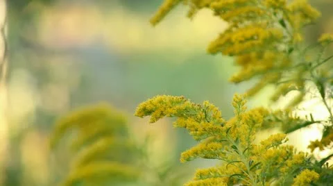 Bee and flowers Stock Footage 12720906