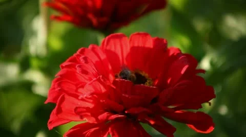 Bee and flowers Stock Footage 12720933